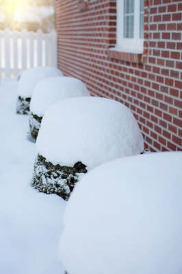 What to do for your trees and shrubs in winter. 